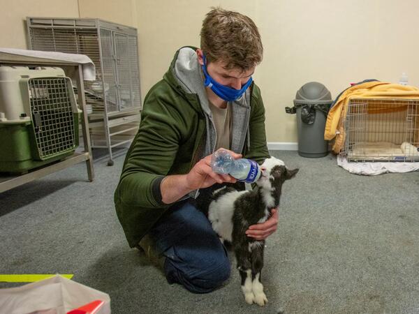 A member of staff feeds a two week-old native wild Irish goat which was found on a mountainside and named Liam, at Wildlife Rehabilitation Ireland's new premises situated behind the Tara na Ri Pub, which is shuttered due to the Covid-19 pandemic, at Garlow Cross outside Navan in County Meath, Ireland on February 18, 2021. Since Ireland's first coronavirus lockdown pub the Tara Na Ri has been closed to regulars, but now it hosts a menagerie of new clientèle as the nation's first wildlife hospital. PAUL FAITH