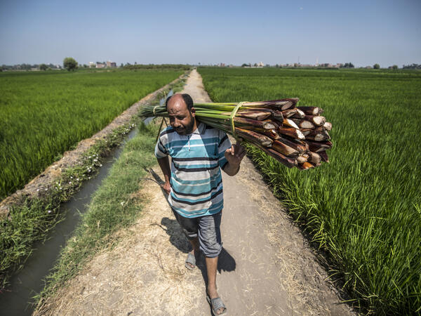 papyrus craft still common in the village of Al-Qaramus