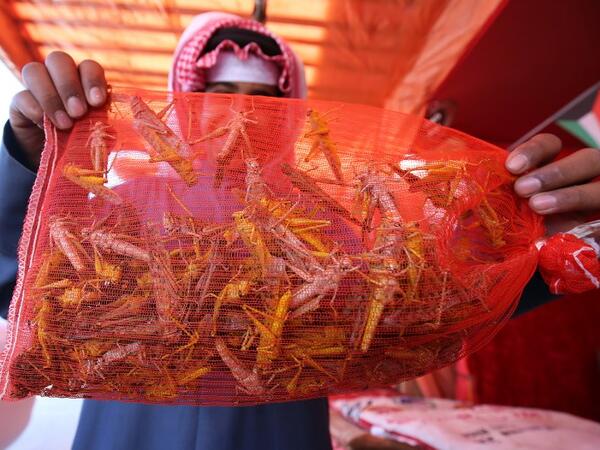 Kuwaiti vendor shows locusts, sold as food, at a market in Kuwait City 
Yasser Al-Zayyat / AFP