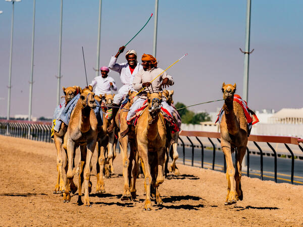 Men ride camels with others nearby to train for racing in close quarters (Shutterstock/File Photo)