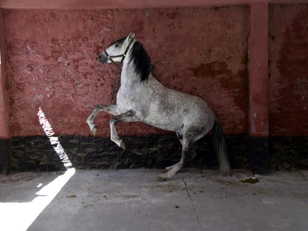 A horse waits for horseshoes to be installed at a horse breeding farm, one of the oldest and largest farm in Algeria, perched on the high plateaux in the country's Tiaret region, 300 Kilometres west of Algiers, on April 24, 2018. Some of the tools Larbi still uses have barely changed since the Middle Ages, while the work of a farrier dates back more than 1,000 years.
RYAD KRAMDI / AFP