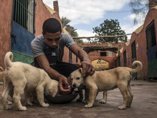 An Egyptian volunteer feeds rescued puppies at the HOPE shelter for stray dogs in the village of Abusir, about 20 kilometres southwest of the capital Cairo
Khaled DESOUKI / AFP