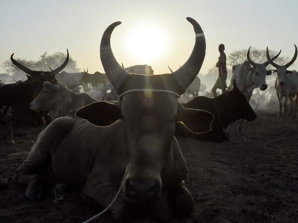 Villagers gather their cattle ahead of vaccinations administered by the International Committee of the Red Cross (ICRC) with the help of local community workers, at Kirgui village in Udier, South Sudan 
SIMON MAINA / AFP