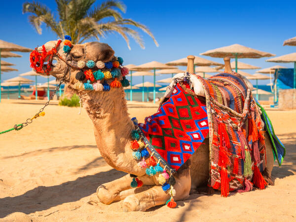 Egypt, Hurghada
Camel resting in shadow on the beach of Hurghada, Egypt (Shutterstock/File Photo)