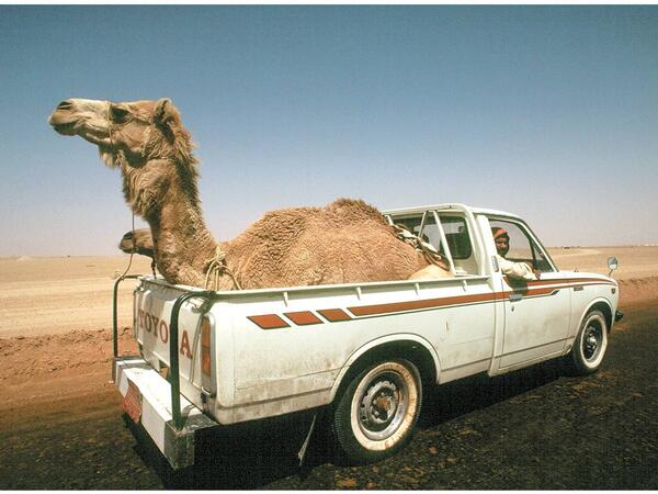 camel in a truck bed