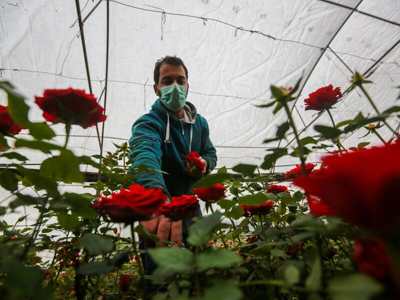 COVID-19 Tightens the Rope Around Gaza Flower Farmers' Necks