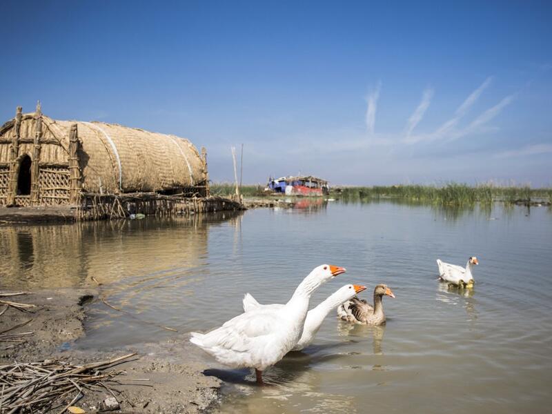 Thirty years after Saddam Hussein starved them of water, Iraq's southern marshes are blossoming once more thanks to a wave of ecotourists picnicking and paddling down their replenished river bends. Hussein FALEH / AFP
