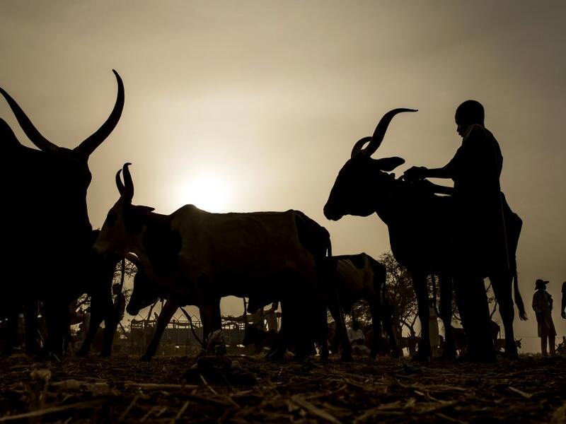 A herdsman prepares cows for his costumer after cattle transactions at Illiea Cattle Market, Sokoto State, Nigeria, on April 21, 2019. Luis TATO / AFP