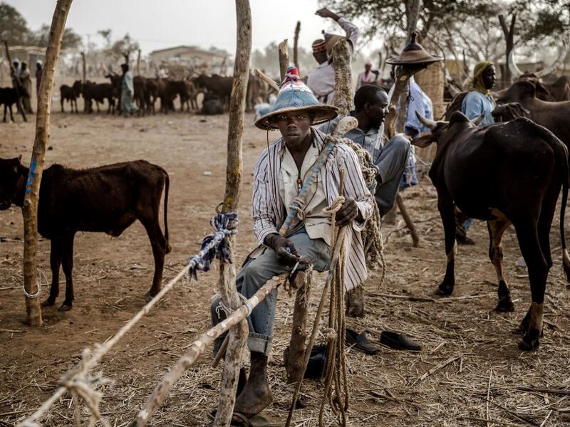 A Fulani man selling cows wait for buyers at Illiea Cattle Market, Sokoto State, Nigeria, on April 21, 2019. Illiea is the last Nigerian town before Niger's border and the cattle market is one of the largest of West Africa receiving pastoralist nomads from several countries in the region. Luis TATO / AFP