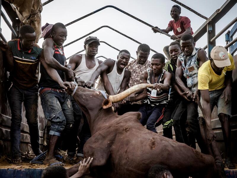 A group of men carry a heavy cow in a truck at Illiea Cattle Market, Sokoto State, Nigeria, on April 21, 2019. Illiea is the last Nigerian town before Niger's border and the cattle market is one of the largest of West Africa receiving pastoralist nomads from several countries in the region. Luis TATO / AFP