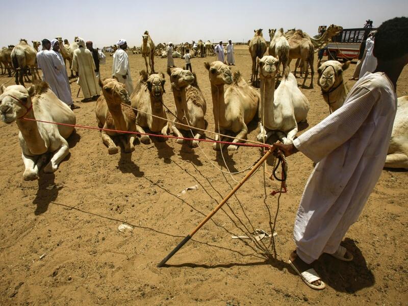 A herder hold ropes tied to several camels at El-Molih camel market west of the Sudanese capital's twin city of Omdurman  ASHRAF SHAZLY / AFP