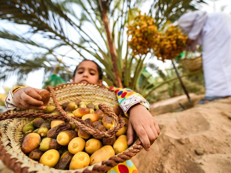 An Emirati child carries a basket filled with freshly-picked dates, during the annual Liwa Date Festival in the western region of Liwa, south of Abu Dhabi on July 18, 2019. Karim SAHIB / AFP