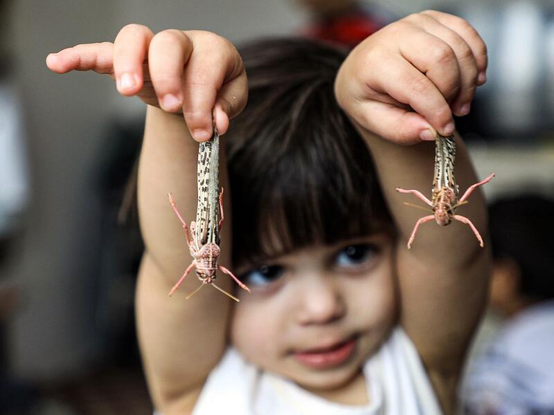 A boy holds desert locusts caught while swarming the sky over the Huthi rebel-held Yemeni capital Sanaa on July 28, 2019.  Mohammed HUWAIS / AFP