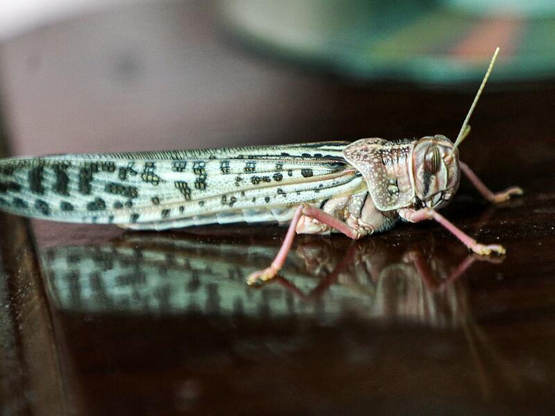  A desert locust is seen inside a house during a swarming event over the Huthi rebel-held Yemeni capital Sanaa on July 28, 2019.  Mohammed HUWAIS / AFP