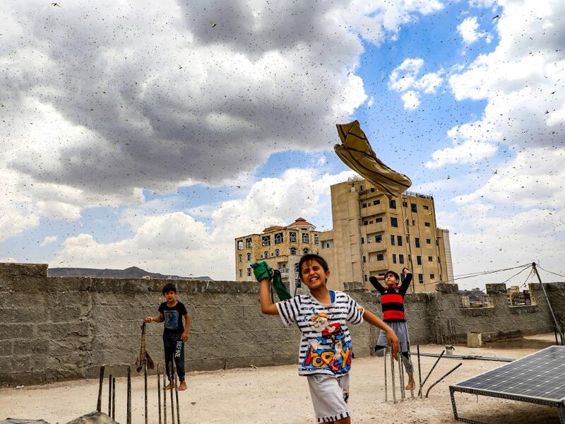Children try to catch locusts while standing on a rooftop as they swarm over the Huthi rebel-held Yemeni capital Sanaa on July 28, 2019.  Mohammed HUWAIS / AFP