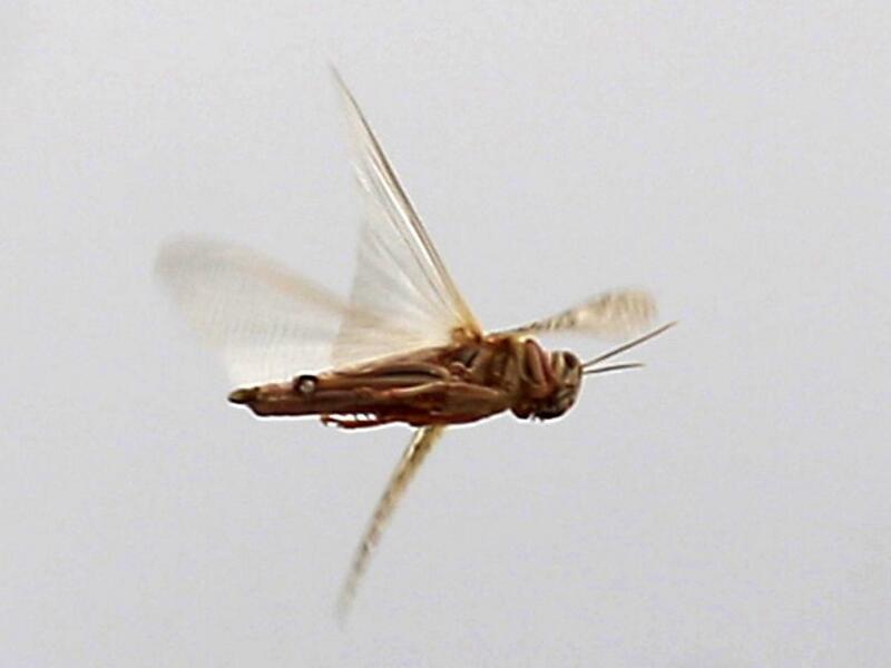 A locust flies during a swarming over the Huthi rebel-held Yemeni capital Sanaa on July 28, 2019.  MOHAMMED HUWAIS / AFP