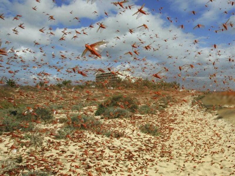 Locusts swarm the sky over the Huthi rebel-held Yemeni capital Sanaa (Twitter)