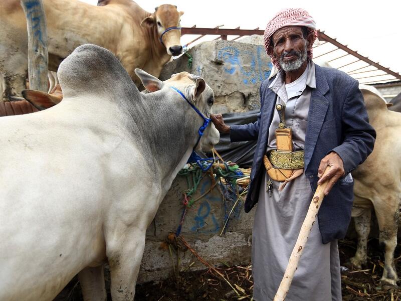 Known as the "big" festival, Eid Al-Adha is celebrated each year by Muslims sacrificing various animals according to religious traditions, including cows, camels, goats and sheep. MOHAMMED HUWAIS / AFP