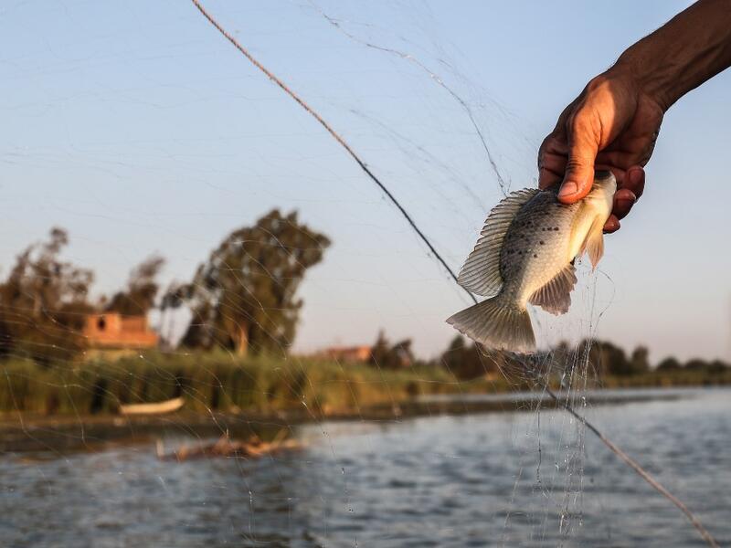 An Egyptian Fisherman holds a fish after catching it in the waters of the Pharaonic Sea in the village of Kafr Fisha, province of Monufia, on August 13, 2019. Mohamed el-Shahed / AFP