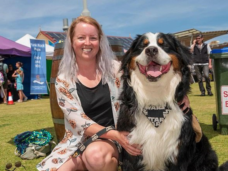 Anakin The Burnese Mountain Dog is described on his world-famous Instagram profile as 'stubborn and sassy', and his 32,000 audience can't get enough. (Facebook)