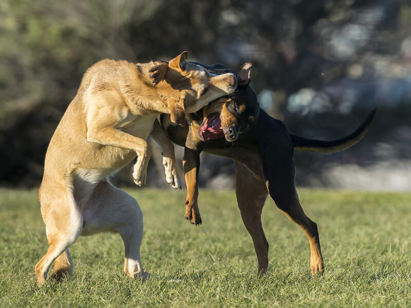 (Shutterstock/ File Photo) (Shutterstock/ File Photo)