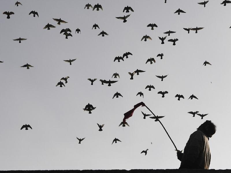 In this photograph taken on February 3, 2019, a keeper tends his pigeons on the roof of his house in the old quarters of New Delhi. Pigeon flying, locally known as Kabootar Bazi, is a popular hobby among people living in the old quarters of the capital city. Sajjad HUSSAIN / AFP