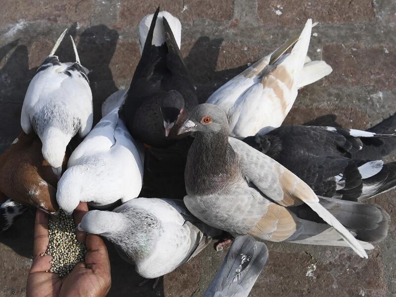 In this photograph taken on February 3, 2019, a keeper feeds his pigeons on the roof of his house in the old quarters of New Delhi. Pigeon flying, locally known as Kabootar Bazi, is a popular hobby among people living in the old quarters of the capital city. Sajjad HUSSAIN / AFP