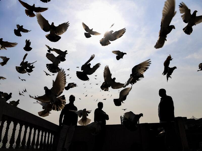 In this photograph taken on February 3, 2019, a keeper (R) tends his pigeons on the roof of his house in the old quarters of New Delhi. Pigeon flying, locally known as Kabootar Bazi, is a popular hobby among people living in the old quarters of the capital city. Sajjad HUSSAIN / AFP