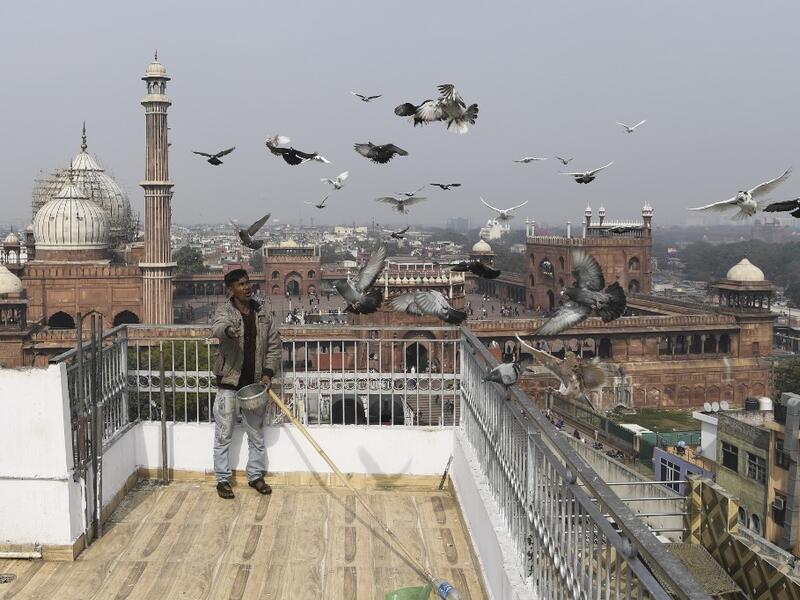 In this photograph taken on January 30, 2019, a keeper tends his pigeons on the roof of his house in the old quarters of New Delhi. Pigeon flying, locally known as Kabootar Bazi, is a popular hobby among people living in the old quarters of the capital city. Sajjad HUSSAIN / AFP