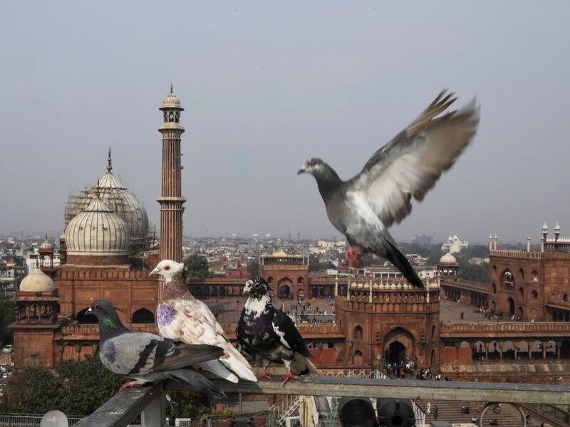In this photograph taken on February 3, 2019, pigeons rest on the roof of their keeper's house in the old quarters of New Delhi. Pigeon flying, locally known as Kabootar Bazi, is a popular hobby among people living in the old quarters of the capital city. Sajjad HUSSAIN / AFP