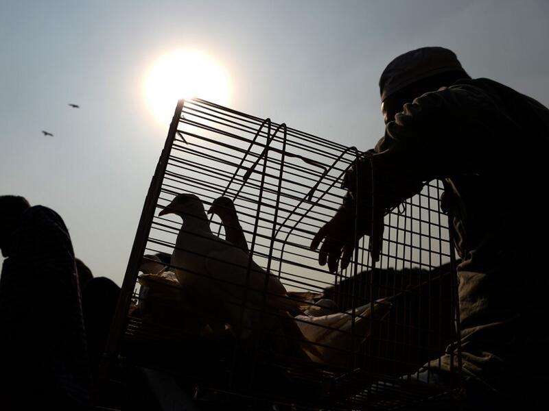 In this photograph taken on December 2, 2018, a vendor selling pigeons wait for customers at a market in the old quarters of New Delhi. Pigeon flying, locally known as Kabootar Bazi, is a popular hobby among people living in the old quarters of the capital city. Sajjad HUSSAIN / AFP
