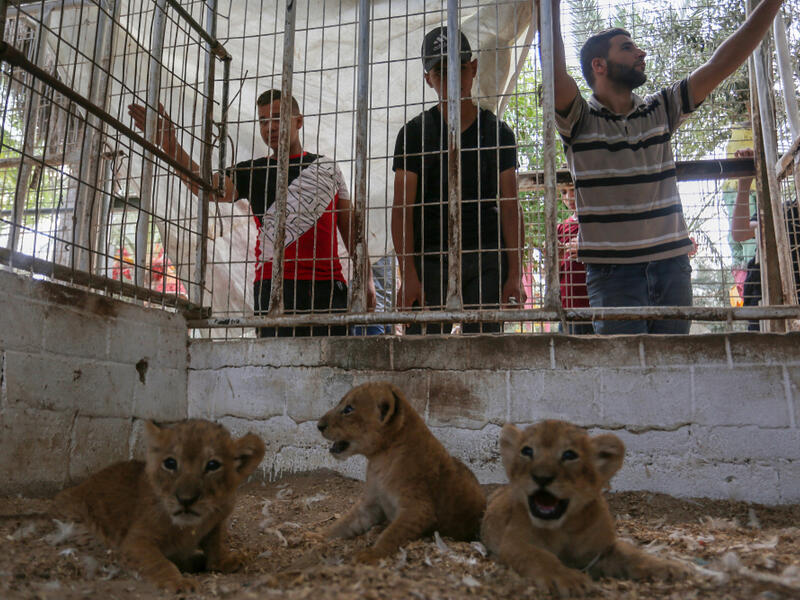 A Recently born lion cubs at a zoo, in Rafah, in the southern Gaza Strip, on September 8, 2019. (Shutterstock/ File Photo)