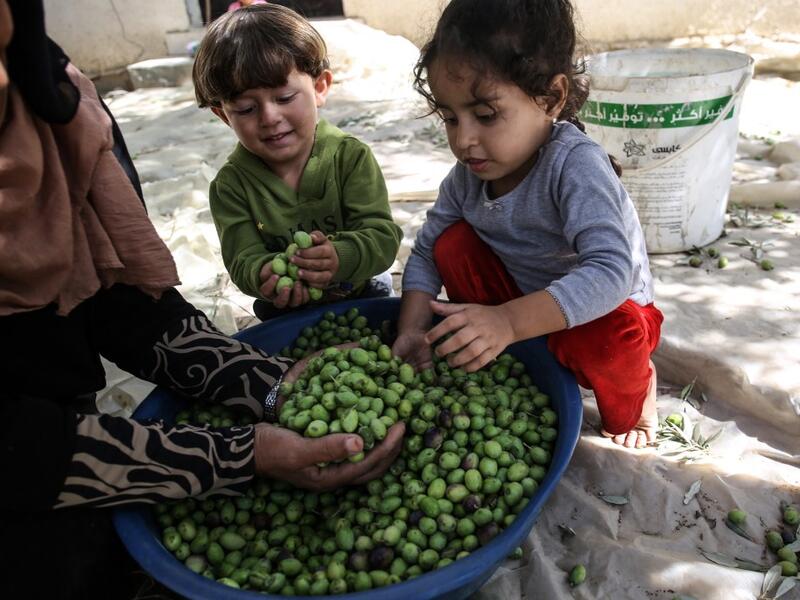 A Palestinian woman and children hold hand full of olives during harvest season at an olive grove in Khan Yunis in the southern Gaza Strip on October 6, 2019. SAID KHATIB / AFP