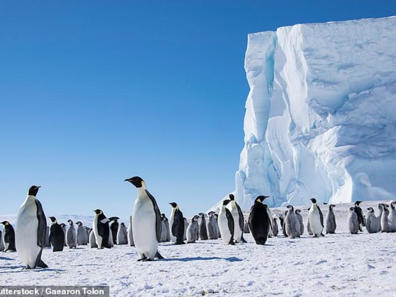 Emperor penguins are probably the only species for which scientists can be confident of their numbers. (Shutterstock/ File Photo)