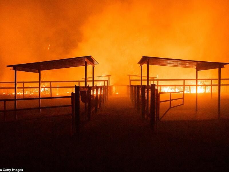 Torched: A farm building is ablaze in Windsor, California during the Kincade Fire which more than 3,000 firefighters and responders were battling last night. (AFP)