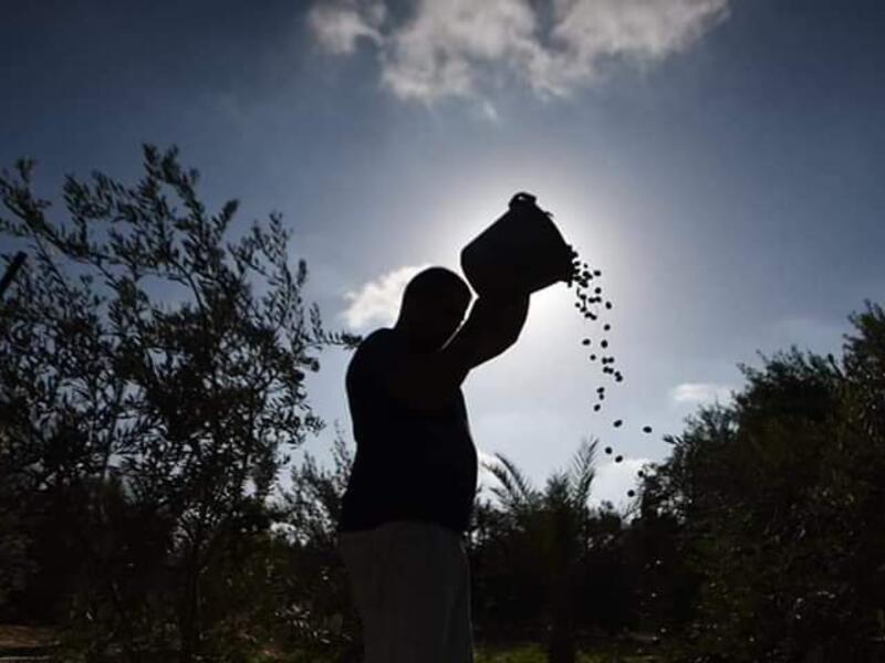 Palestinian farmers picking olives in Gaza as the olive harvest season starts in Palestine (Twitter)