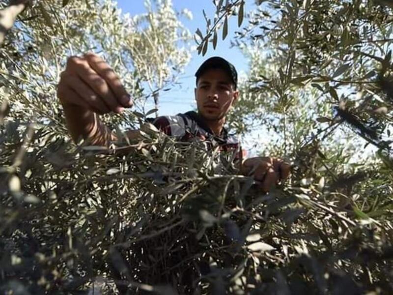 Palestinian farmers picking olives in Gaza as the olive harvest season starts in Palestine (Twitter)