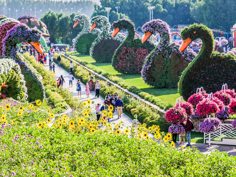 Beautiful Flourish Duck and Flower Landscape Miracle Flower Garden with over 45 million flowers in a sunny day, Dubai, UAE. (Shutterstock/ File Photo)
