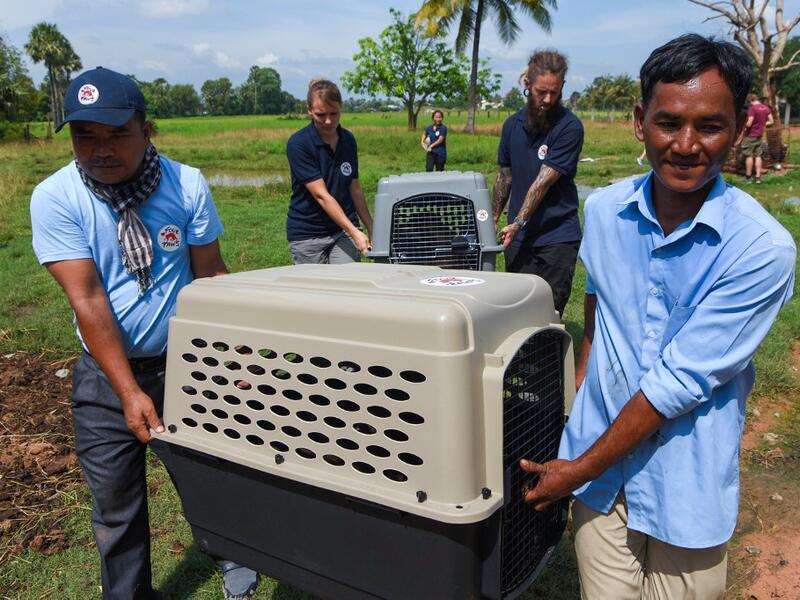 This photo taken on October 27, 2019 shows former restaurant owner Khieu Chan (R) and members of the non-governmental organisation (NGO) Four Paws team carrying dogs during an operation to rescue dogs from the slaughterhouse in Takeo province. Cambodian dog meat traders drown, strangle and stab thousands of canines a day in a shadowy but sprawling business that traumatises workers and exposes them to deadly health risks like rabies. TANG CHHIN Sothy / AFP