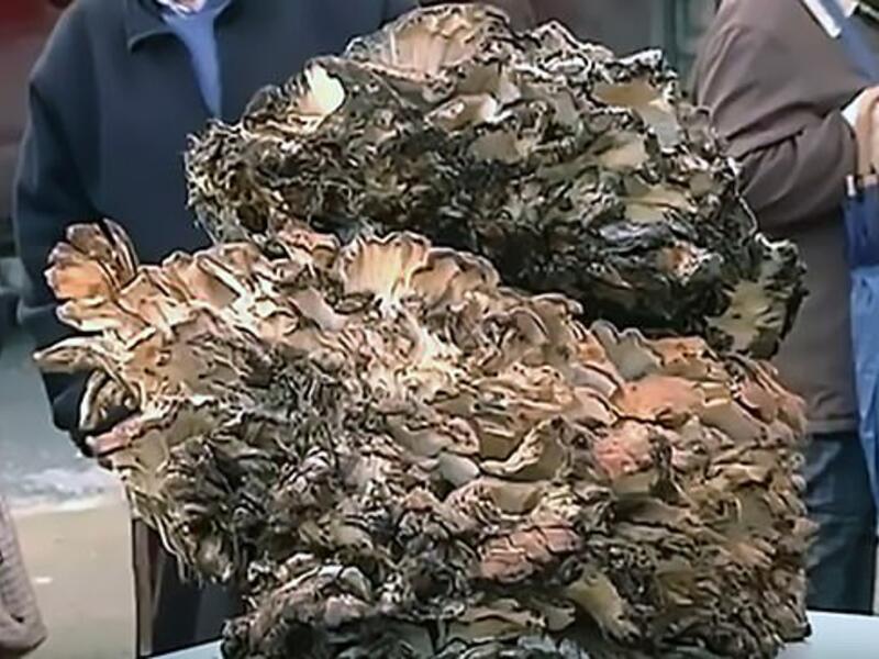 Chef Sergio Martinez Valledor spotted it when he went for a stroll in a forest. (Daily Mail)