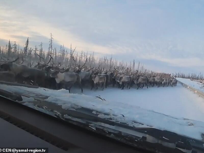 A herd of reindeer's blocked a snow-covered road between Salekhard and Nadym, which is around 2,000 miles north east of Moscow. (/Video Screenshot/ Daily Mail)