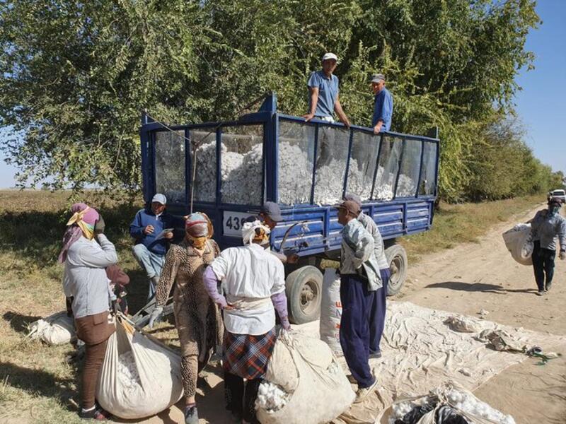 Hand pickers getting their sacks of cotton weighed, the prize for picking 500 kg in a day is a new car (Twitter)