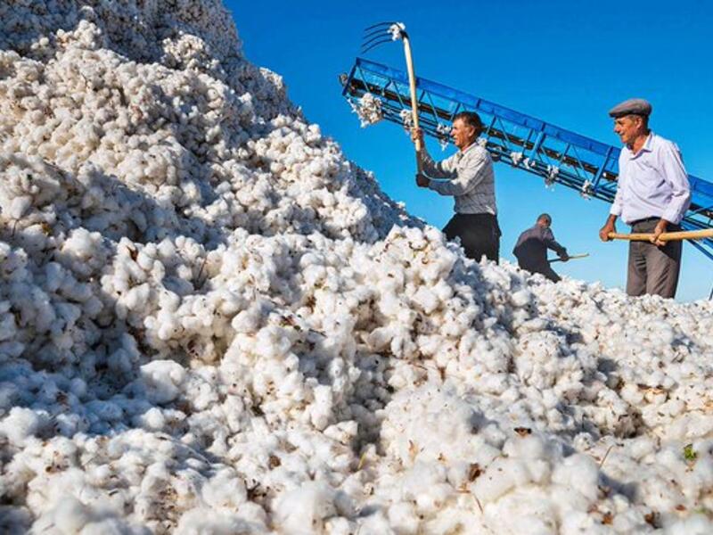 Uzbekistan’s cotton fields (Twitter)