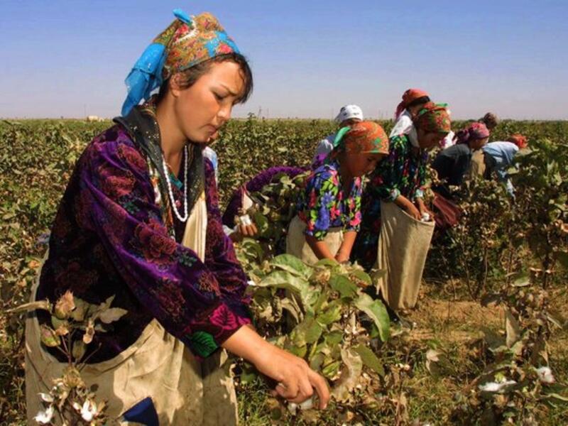 Uzbekistan's cotton growers walk in a cotton plantations outside Tashkent (Twitter)