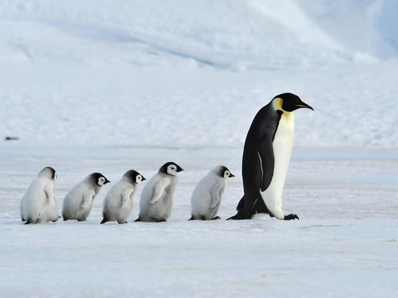 'If [the] global climate keeps warming at the current rate, we expect emperor penguins in Antarctica to experience an 86 per cent decline by the year 2100. (Shutterstock/ File Photo)