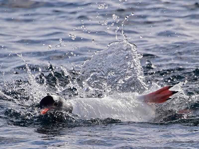 A Gentoo penguin (Pygoscelis Papua) swims on Half Moon island, Antarctica on November 09, 2019. Johan ORDONEZ / AFP