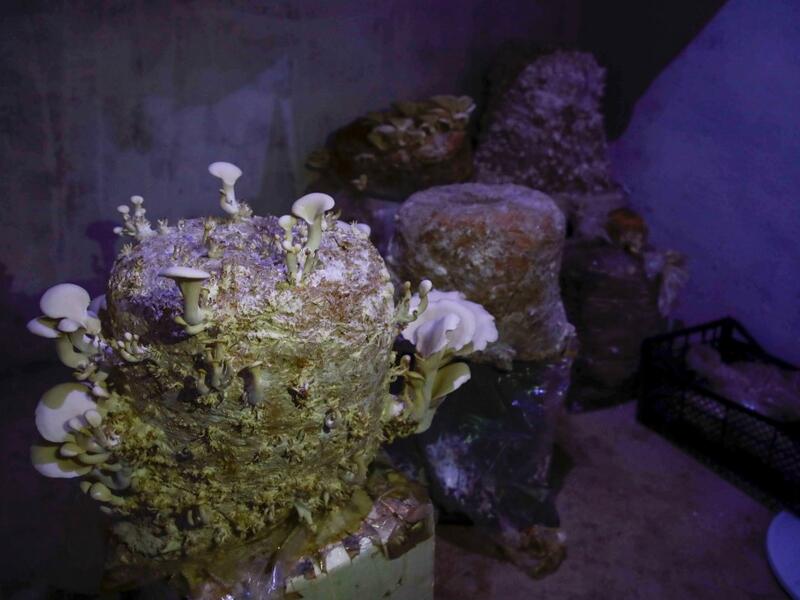 Mushrooms are pictured in a dark room at a camp in a town called Haarem in the northwestern province of Idlib on November 29, 2019. Mushrooms are commonly viewed as an alternative to meat in dishes, although they are different in nutritional value. Aaref WATAD / AFP