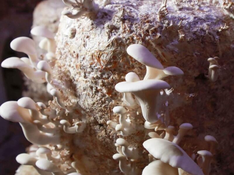 Mushrooms are pictured in a dark room at a camp in a town called Haarem in the northwestern province of Idlib on November 29, 2019. Aaref WATAD / AFP