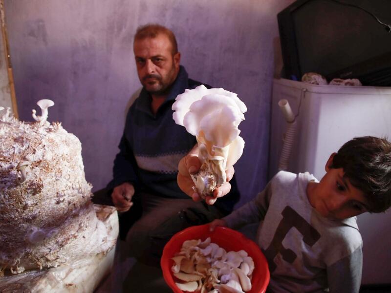  Nasrallah (L) and his son Saeed pick out ripe mushrooms in a dark room at a camp in a town called Haarem in the northwestern province of Idlib on November 29, 2019. Mushrooms are commonly viewed as an alternative to meat in dishes, although they are different in nutritional value. Aaref WATAD / AFP