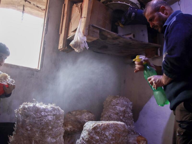 Nasrallah (R) sprays mushrooms with water as his son Saeed watches in a dark room at a camp in a town called Haarem in the northwestern province of Idlib on November 29, 2019. 